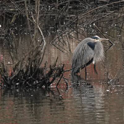 Heron at Beaverton Creek Wetlands, Winter 2021