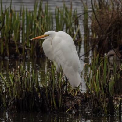 Egret at Beaverton Creek Wetlands, Winter 2021