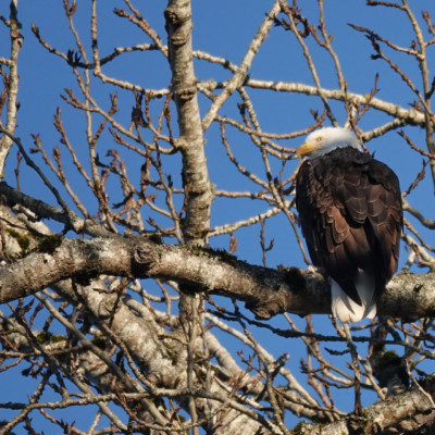 Bald Eagle at Billy Frank Jr. Nisqually NWR, Winter 2021