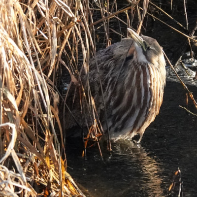 Bittern at Billy Frank Jr. Nisqually NWR, Winter 2021 This American Bittern was motionless and almost invisible in the icy reeds.