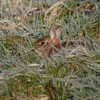 Rabbit at Billy Frank Jr. Nisqually NWR, Winter 2021-22