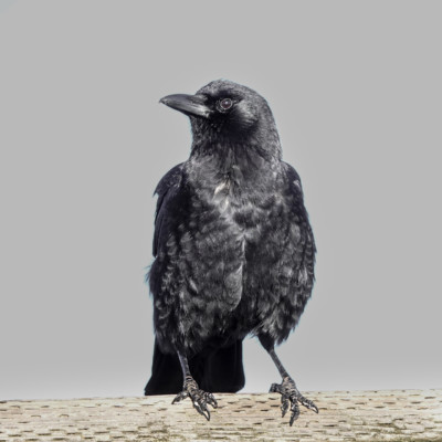 Crow at Billy Frank Jr. Nisqually NWR, Winter 2021
