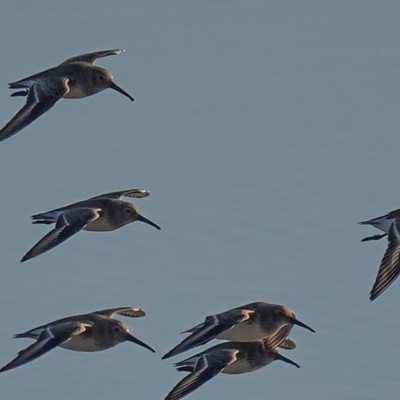 Dunlin at at Billy Frank Jr. Nisqually NWR, Winter 2021