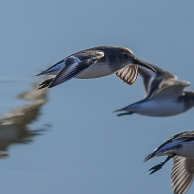 Dunlin at at Billy Frank Jr. Nisqually NWR, Winter 2021
