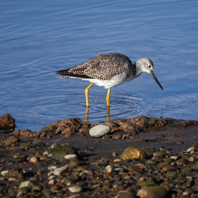 Yellowlegs at Billy Frank Jr. Nisqually NWR, Winter 2021