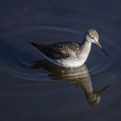 Yellowlegs at Billy Frank Jr. Nisqually NWR, Winter 2021