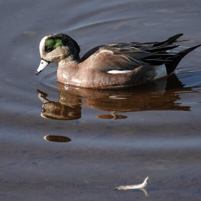 A Wigeon at Billy Frank Jr. Nisqually NWR, Winter 2021
