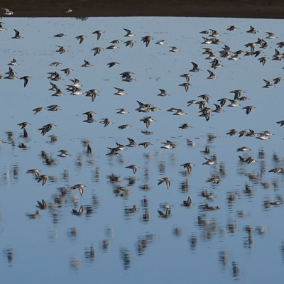 Dunlin at at Billy Frank Jr. Nisqually NWR, Winter 2021