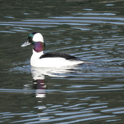 Bufflehead at Billy Frank Jr. Nisqually NWR, Winter 2021