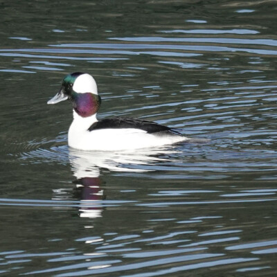 Bufflehead at Billy Frank Jr. Nisqually NWR, Winter 2021