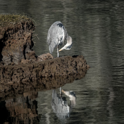 Heron at Billy Frank Jr. Nisqually NWR, Winter 2021