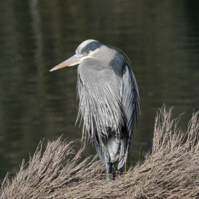 Heron at Billy Frank Jr. Nisqually NWR, Winter 2021