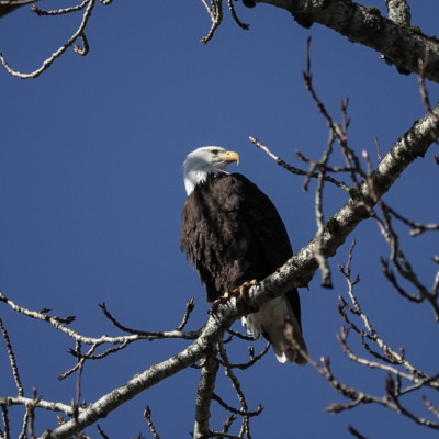 Bald Eagle at Billy Frank Jr. Nisqually NWR, Winter 2021