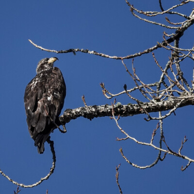 Juvenile Bald Eagle at Billy Frank Jr. Nisqually NWR, Winter 2021