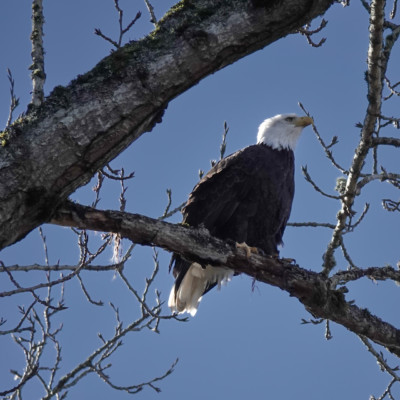 Bald Eagle at Billy Frank Jr. Nisqually NWR, Winter 2021