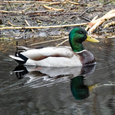 Mallard at Seaquest State Park, WA, Winter 2021