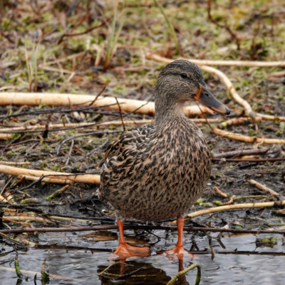 Mallard at Seaquest State Park, WA, Winter 2021