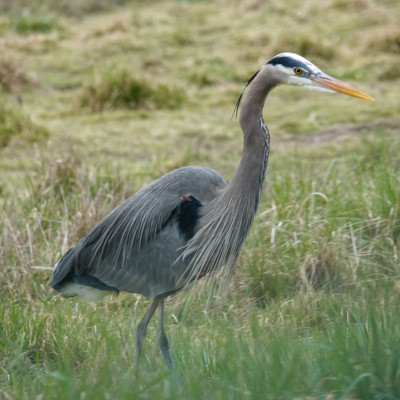 Heron, Ridgefield NWR, Winter 2021