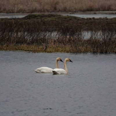 Swans at Ridgefield NWR, Winter 2021