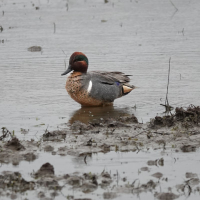 Green-winged Teal at Ridgefield NWR, Winter 2021