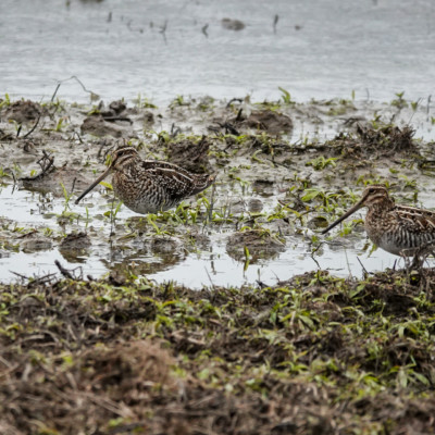 Wilson's Snipe at Ridgefield NWR, Winter 2021