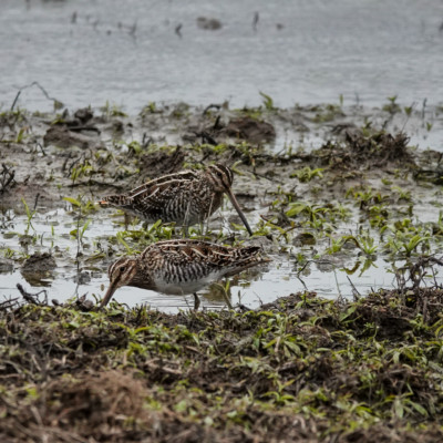 Wilson's Snipe at Ridgefield NWR, Winter 2021