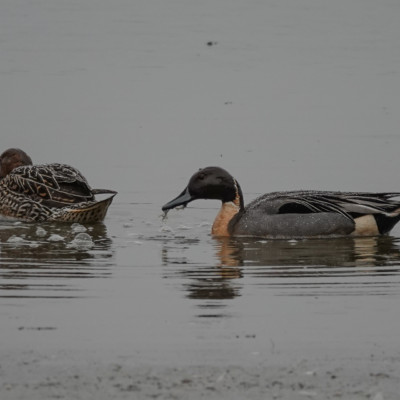 Northern Pintail pair, Seaquest State Park WA, Winter 2021-22
