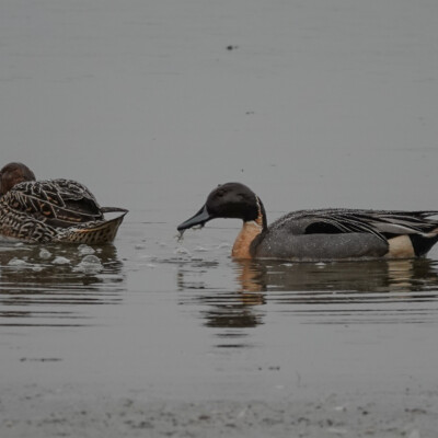 Northern Pintail pair, Seaquest State Park WA, Winter 2021-22