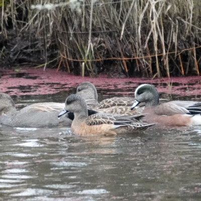 Wigeons at Ridgefield NWR, Winter 2021