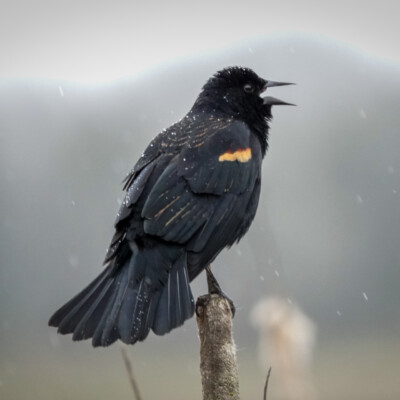 Redwing Blackbird at Ridgefield NWR, Winter 2021
