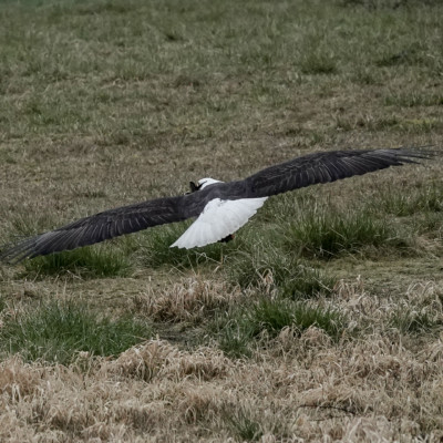 Bald Eagle at Ridgefield NWR, Winter 2021