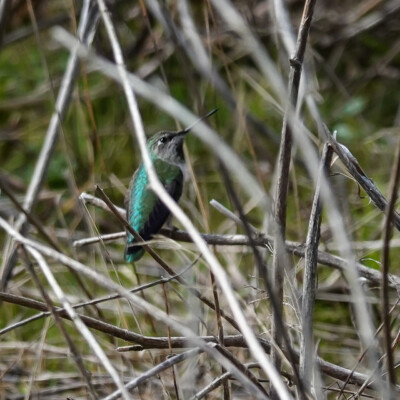 Anna's Hummingbird, Powell Butte, Spring 2022
