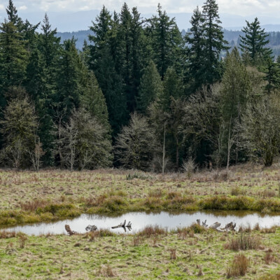 This pond was where Nancy spotted …