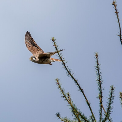 Kestrel, Powell Butte, Spring 2022