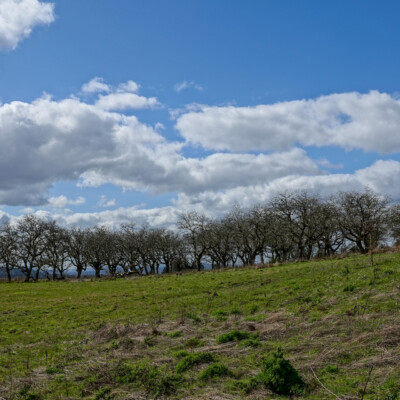 A stand of old (walnut?) trees along the edge of the meadow.