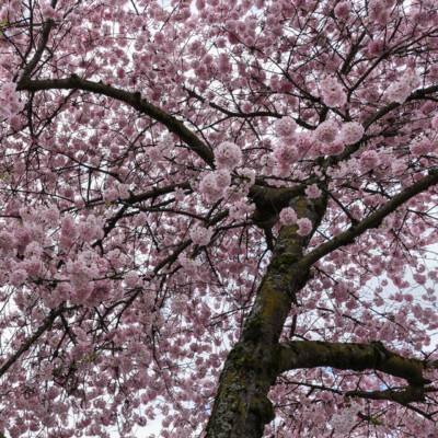 Cherry Blossoms, Portland Waterfront, Spring 2022 Cherry Blossoms, Portland Waterfront, Spring 2022