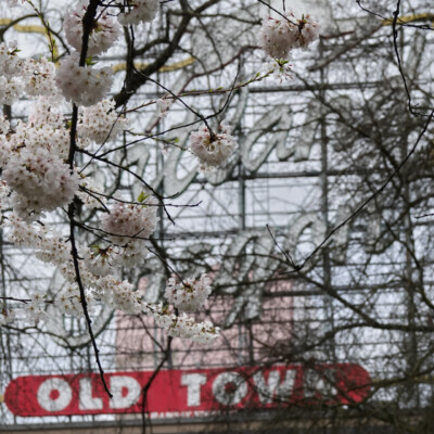 Cherry Blossoms, Portland Waterfront, Spring 2023