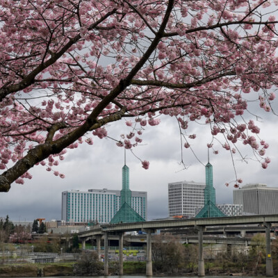 Cherry Blossoms, Portland Waterfront, Spring 2023