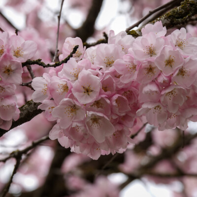 Cherry Blossoms, Portland Waterfront, Spring 2022