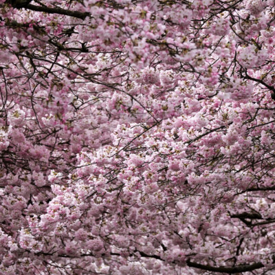 Cherry Blossoms, Portland Waterfront, Spring 2022