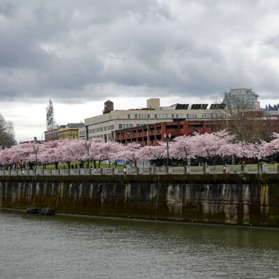 Cherry Blossoms, Portland Waterfront, Spring 2023