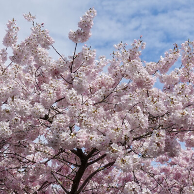Cherry Blossoms, Portland Waterfront, Spring 2022