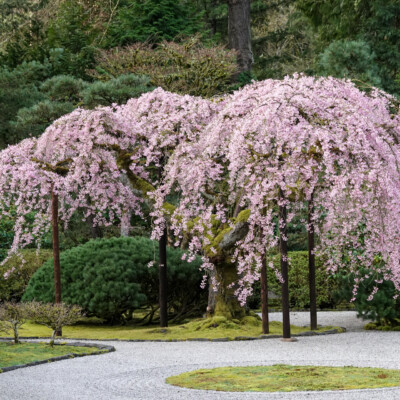 Portland Japanese Garden, Spring, 2022