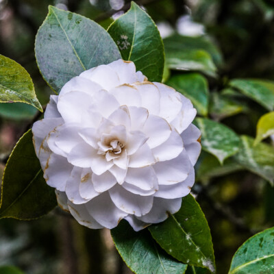 Portland Japanese Garden, Spring, 2022