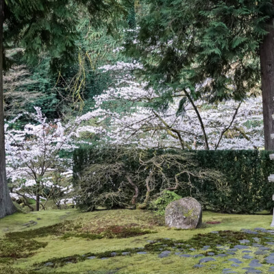 Portland Japanese Garden, Spring, 2022