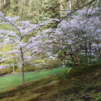 Portland Japanese Garden, Spring, 2022