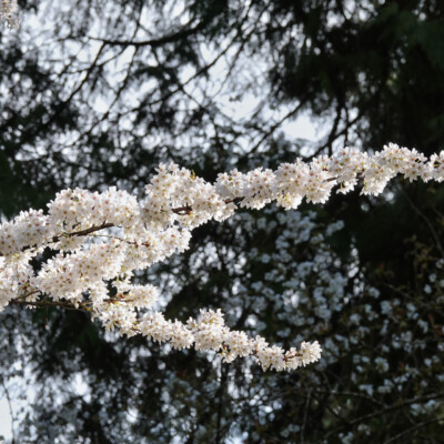 Portland Japanese Garden, Spring, 2022 Portland Japanese Garden, Spring, 2022