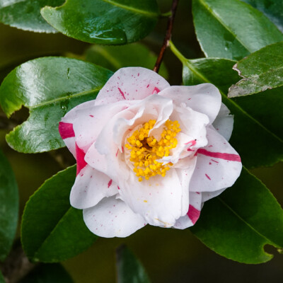 Portland Japanese Garden, Spring, 2022