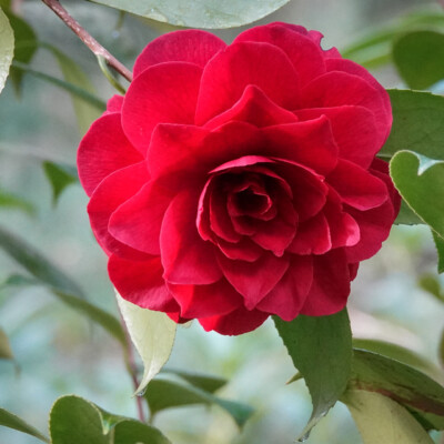 Portland Japanese Garden, Spring, 2022