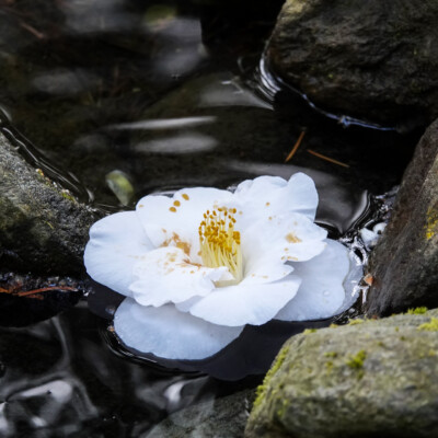 Portland Japanese Garden, Spring, 2022